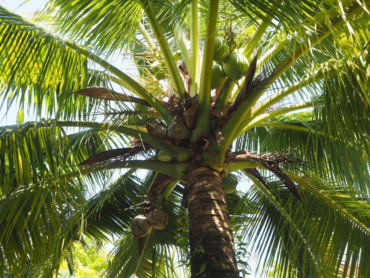 Coconut Bungalow Nai Yang Beach エクステリア 写真